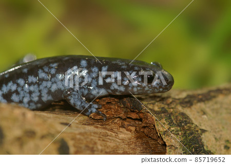 Closeup on the colorful and rare Blue-spotted Salamander , Ambystoma laterale Closeup on the colorful and rare Blue-spotted Salamander , Ambystoma laterale 85719652