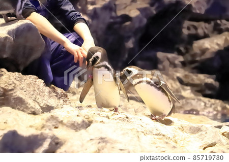 Sumida Aquarium Penguins playing with the keeper Sumida Aquarium Penguins playing with the keeper 85719780