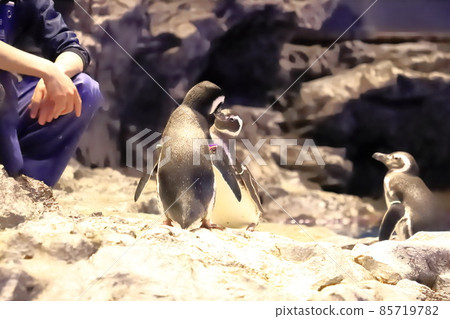 Sumida Aquarium Penguins playing with the keeper Sumida Aquarium Penguins playing with the keeper 85719782