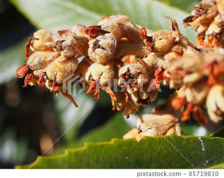 Loquat flowers that have been pollinated 85719810