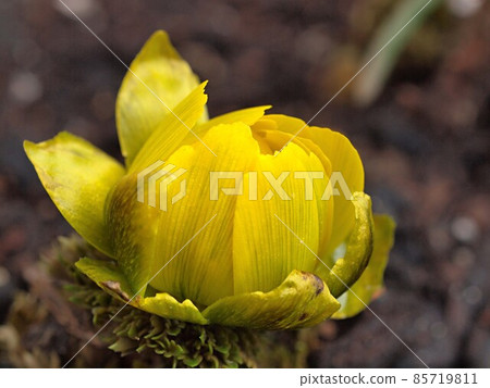 Up of buds of Adonis ramosa waiting for flowering 85719811