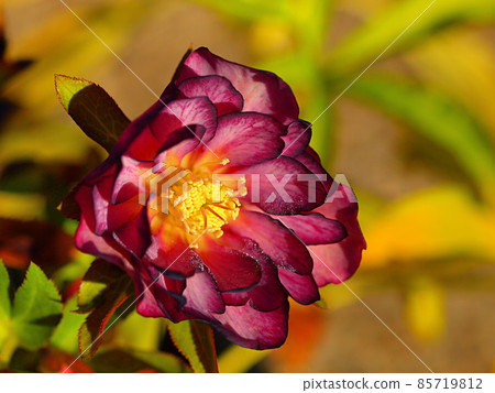 Red-purple Christmas rose flower up 85719812