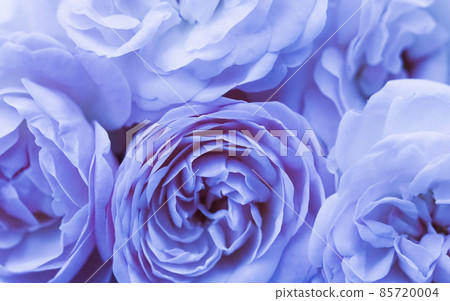 Botanical concept, wedding invitation card - Soft focus, abstract floral background, pale blue roses. Macro flowers backdrop for holiday brand design 85720004