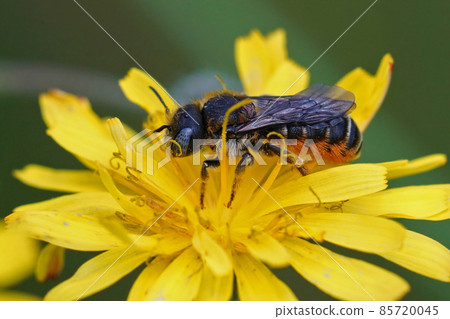 Closeup on a femaleof the rare spined Mason bee, Osmia spinulosa sipping nectar from the yellow flower of a false dandelion , Hypochaeris radicata 85720045