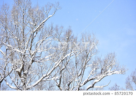 snow          85720170