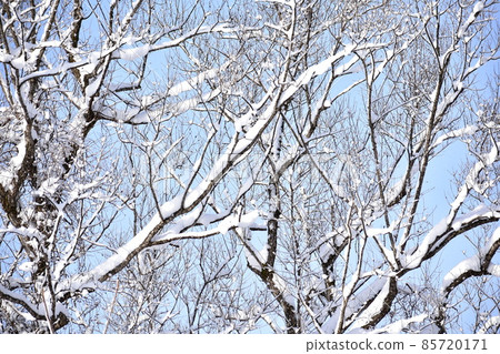 snow          85720171