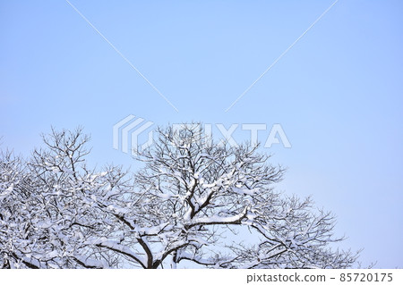雪地 85720175