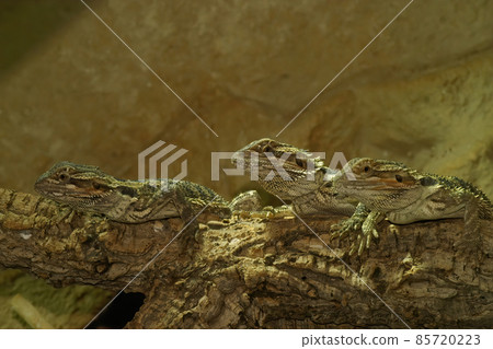 Closeup of 3 Pogona vitticeps, Bearded dragon on a row 85720223