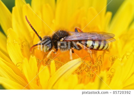 Closeup on a male Lathbury's Nomad bee, Nomada lathburiana sipping nectar form a yellow dandelion flower, Taraxacum officinale 85720392
