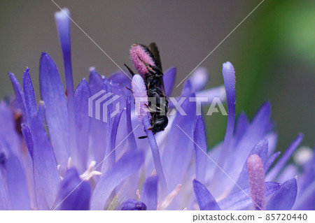 Closeup of a female very small scissor bee, Chelostoma campanularum with pink pollen on her belly, clasping with her jaws on blue shepherd's scabious, Jasione laevis, flower while wrubbing for pollen Closeup of a female very small scissor bee, Chelostoma campanularum with pink pollen on her belly, clasping with her jaws on blue shepherd's scabious, Jasione laevis, flower while wrubbing for pollen 85720440