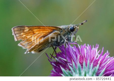 Closeup of a slighly worn out large skipper butterfly , Ochlodes sylvanus on the purple flower of Carduus crispus Closeup of a slighly worn out large skipper butterfly , Ochlodes sylvanus on the purple flower of Carduus crispus 85720441