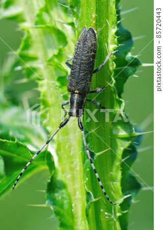 Closeup of the golden-bloomed grey longhorn beetle , Agapanthia villosoviridescens on the stem of a curly plumeless thistle, Carduus crispus 85720443