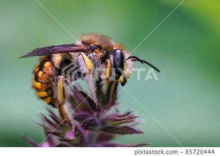 Closeup on a male European large wool carder bee, Anthidium manicatum in the garden Closeup on a male European large wool carder bee, Anthidium manicatum in the garden 85720444