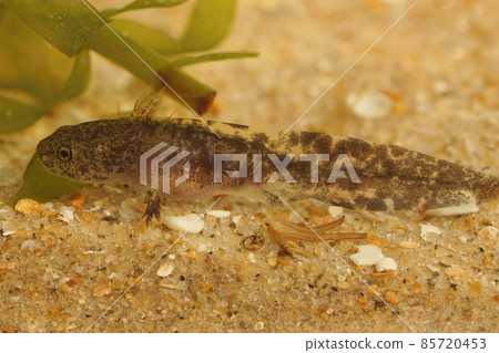 Closeup on a dark aquatic larvae of the Hokkaido salamander, Hynobius retardatus resting on the botom Closeup on a dark aquatic larvae of the Hokkaido salamander, Hynobius retardatus resting on the botom 85720453
