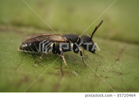 Closeup on a black female Hairy Masked Bee, Hylaeus hyalinatus, on a green leaf Closeup on a black female Hairy Masked Bee, Hylaeus hyalinatus, on a green leaf 85720464