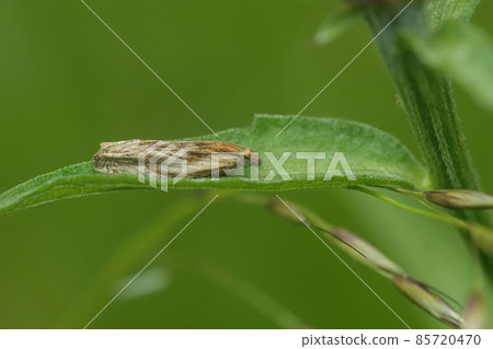 The Hoary Bell, Eucosma cana is a small tortrix micro moth 85720470