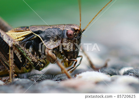 Detailed facial closeup on the dark bush-cricket , Pholidoptera griseoaptera 85720625