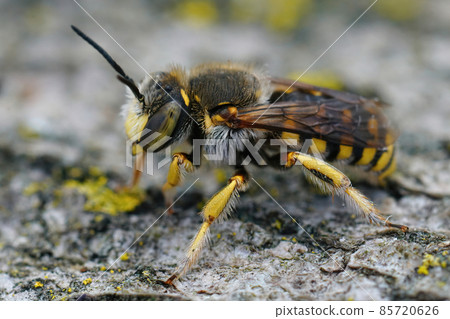 Closeup on an Lot's Woolcarder bee, Anthidium loti sitting on a piece of wood in Southern France 85720626