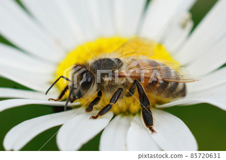 Detailed closeup of a European honey bee , Apis melifera sipping nectar from an Oxeye daisy Detailed closeup of a European honey bee , Apis melifera sipping nectar from an Oxeye daisy 85720631