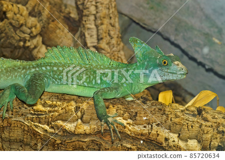 Closeup on a colorful green Plumed basilisk, Basiliscus plumifrons sitting on a branch Closeup on a colorful green Plumed basilisk, Basiliscus plumifrons sitting on a branch 85720634
