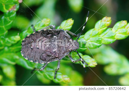 Closeup on a nymph of the mottled shieldbug, Rhaphigaster nebulosa in the garden 85720642