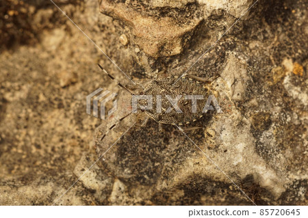 Closeup on a well camouflaged grey nymph of the mottled shieldbug , Rhaphigaster nebulosa 85720645