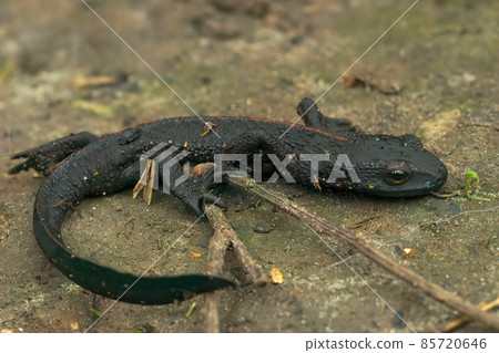 Closeup on an adult thin and starved black Chinese warty newt, Paramesotriton chinensis found in the pet-trade Closeup on an adult thin and starved black Chinese warty newt, Paramesotriton chinensis found in the pet-trade 85720646