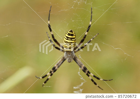 Closeup of a colorful orb-web wasp spider, Argiope bruennichi on green background Closeup of a colorful orb-web wasp spider, Argiope bruennichi on green background 85720672