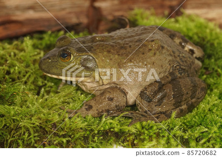 Closeup on a subadult North American Bullfrog , Rana catesbeiana sitting on green moss Closeup on a subadult North American Bullfrog , Rana catesbeiana sitting on green moss 85720682