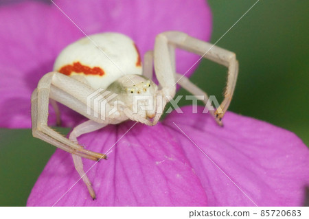 This colorful flower spider , Misumena vatia, patiently awaits potential preys visiting the purple flowers... 85720683