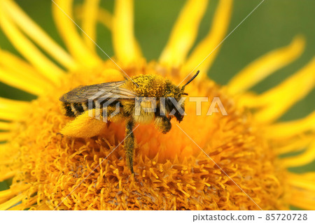 Closeup of a female of the pantaloon bee or hairy-legged mining bee, Dasypoda hirtipes , showing of the large pollen filled hairs at the hindlegs 85720728