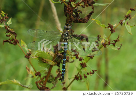 Closeup on a blue colorful Migrant hawker dragonfly, Aeschna mixta , haging in the vegetation 85720729