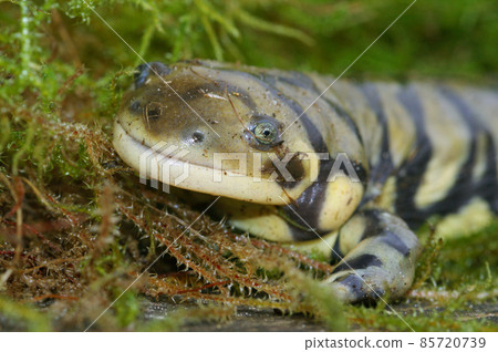 Closeup on an adult Barred tiger salamander, Ambystoma mavortium sitting on moss 85720739