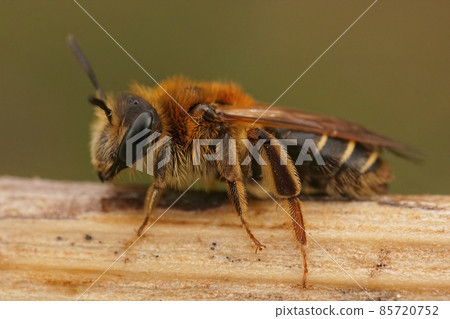 Detailed closeup on a female short fringed mining bee, Andrena dorsata sitting on a twig 85720752