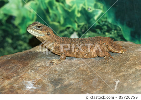 Closeup of Xenagama taylori or the dwarf shield-tailed, Taylor's strange or turnip-tailed agama Closeup of Xenagama taylori or the dwarf shield-tailed, Taylor's strange or turnip-tailed agama 85720759
