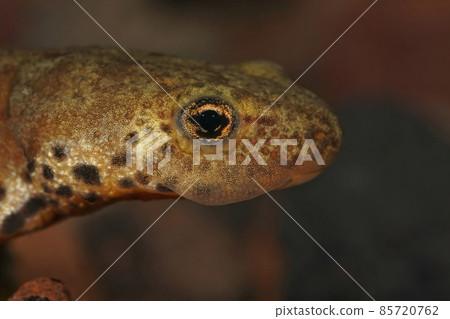 Closeup on a female alpine newt, Ichthyosaura alpestris veluchiensis from Peloponese Mountains, Greece, underwater 85720762