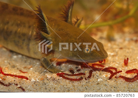 Closeup on a large larvae of the Barred tiger salamander Ambystoma mavortium with it's large gills in an aquarium Closeup on a large larvae of the Barred tiger salamander Ambystoma mavortium with it's large gills in an aquarium 85720763