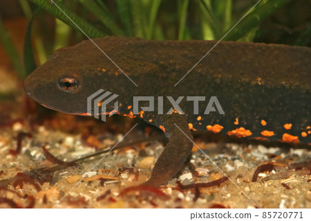 Closeup on an aquatic endangered Vietnamese Tam Dao newt Paramesotriton deloustali in an aquarium Closeup on an aquatic endangered Vietnamese Tam Dao newt Paramesotriton deloustali in an aquarium 85720771