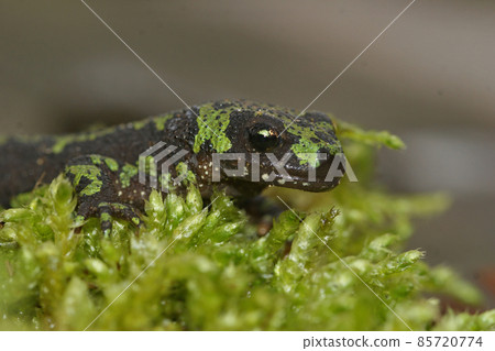 Facial closeup of a terrestrial juvenile marbled newt, Triturus marmoratus on green moss 85720774