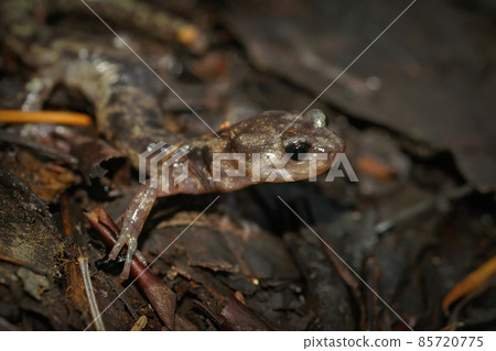 Closeup of a Clouded salamander, Aneides vagrans on the forrest floor in North California Closeup of a Clouded salamander, Aneides vagrans on the forrest floor in North California 85720775