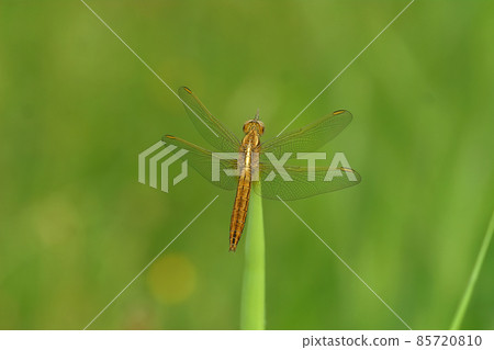Closeup of a female Scarlet dragonfly, Crocothemis erythraea with open wings against a green background 85720810