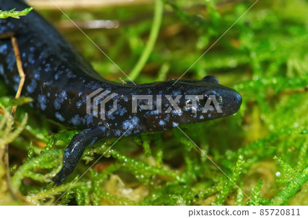 Closeup on the colorful and rare Blue-spotted Salamander , Ambystoma laterale on green moss 85720811