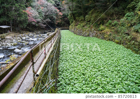 靜岡縣伊豆市芥末田 85720813
