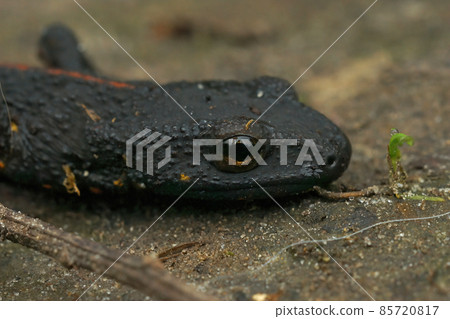 Closeup on a black subadult terrestrial Chinese warty newt, Paramesotriton chinensis 85720817
