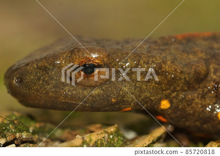 Closeup on the head of an adult of the Chinese warty newt, Paramesotriton chinensis 85720818