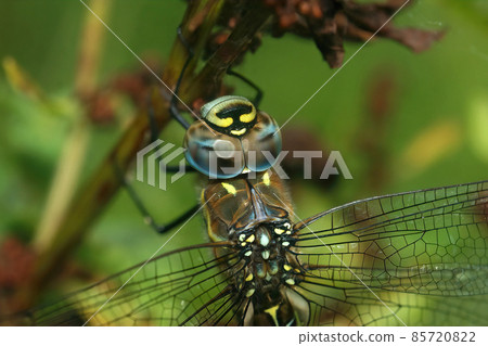 Closeup on a blue colorful Migrant hawker dragonfly, Aeschna mixta , haging in the vegetation Closeup on a blue colorful Migrant hawker dragonfly, Aeschna mixta , haging in the vegetation 85720822