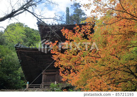 Shikoku Sacred Ground No. 71 Fudasho "Yatani-ji" Tahoto and Autumn Leaves (In full bloom) 85721193