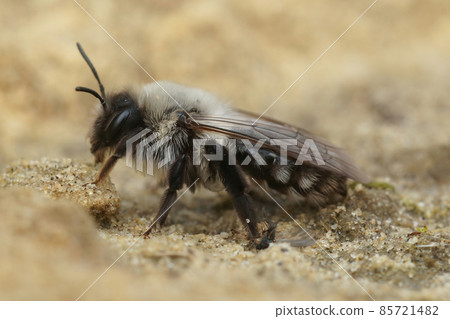 Closeup on a fresh emerged female Grey backed mining bee, Andrena vaga posing on the ground 85721482