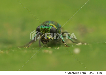 Frontal closeup on the beautiful green metallic Ruby tailed cuckoo wasp, gold wasp, Chrysis ignita sitting on a green leaf 85721488
