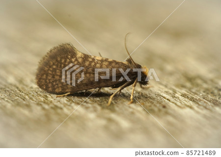 Closeup on the large birch bright, Taleporia tubulosa, a small brown and hairy micro moth Closeup on the large birch bright, Taleporia tubulosa, a small brown and hairy micro moth 85721489